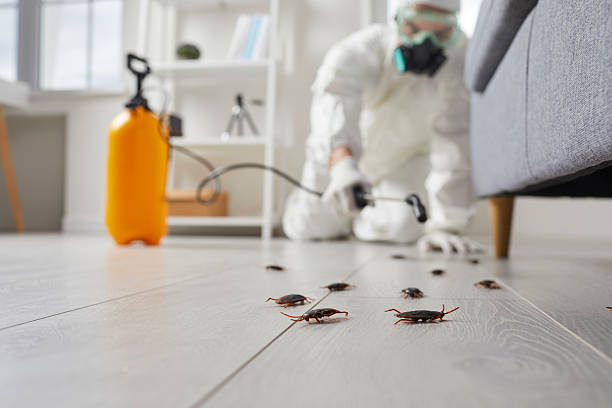 Post-Treatment Bed Bug Interceptor Monitoring in Marina